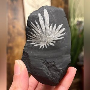 Chrysanthemum Stone